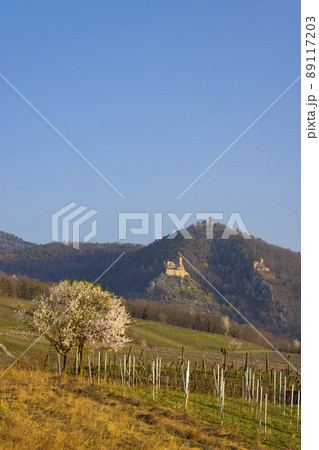 Chateau de Saint-Ulrich ruins, Chateau du Girsberg ruins and Chateau du Haut-Ribeaupierre near Ribeauville, Alsace, France Chateau de Saint-Ulrich ruins, Chateau du Girsberg ruins and Chateau du Haut-Ribeaupierre near Ribeauville, Alsace, France 89117203