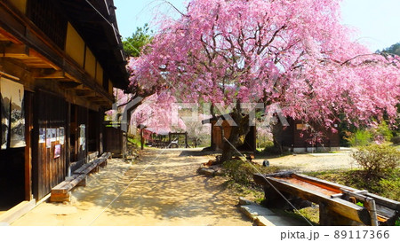 一石栃立場の桜 一石栃立場の桜 89117366