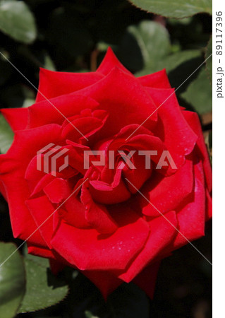 荒尾市　おもやい市民花壇　バラの花、 89117396