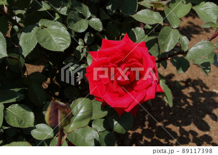 荒尾市 おもやい市民花壇 バラの花、 荒尾市 おもやい市民花壇 バラの花、 89117398