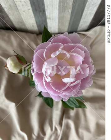 上から見た薄ピンクの芍薬の花 89117773