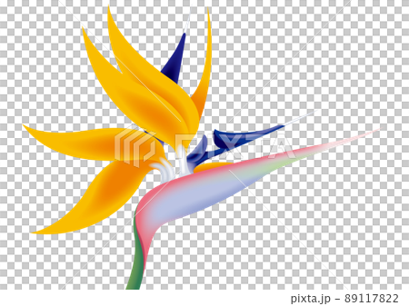 Bird of paradise flower that bloomed brightly, Strelitzia flower Bird of paradise flower that bloomed brightly, Strelitzia flower 89117822
