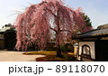 高台寺の春 89118070