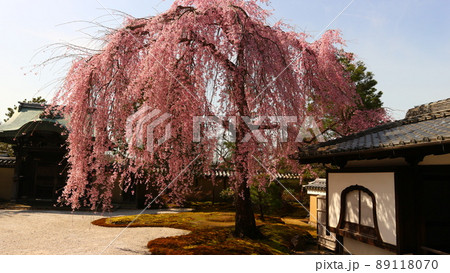 高台寺の春 89118070