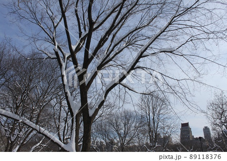 ニューヨークの公園風景 ニューヨークの公園風景 89118376