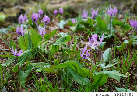 たくさんのカタクリ たくさんのカタクリ 89118789