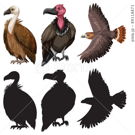 Vulture and eagle with silhouette 89118871