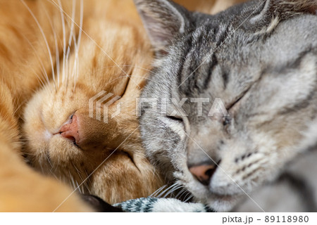 仲良く眠る 仲良く眠る 89118980