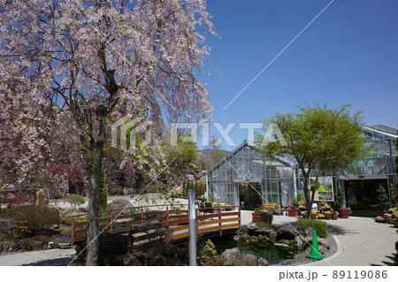 ハーブ庭園旅日記富士河口湖庭園に咲く枝垂桜と大温室 ハーブ庭園旅日記富士河口湖庭園に咲く枝垂桜と大温室 89119086