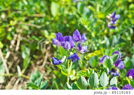 紫色のハマエンドウの花（春、四月） 89119163