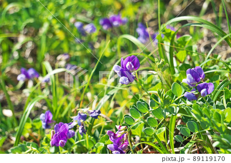 紫色のハマエンドウの花 春 四月 の写真素材