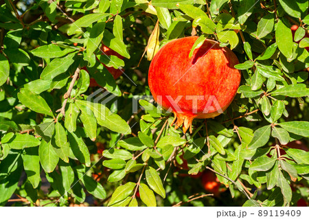 Sunlit flawless ripe bright red pomegranates are hanging on branch ready for harvest. Horizontal photo. Sunlit flawless ripe bright red pomegranates are hanging on branch ready for harvest. Horizontal photo. 89119409