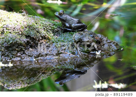 古池に住む黒い蛙 古池に住む黒い蛙 89119489