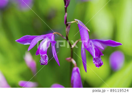 紫蘭の花 紫蘭の花 89119524
