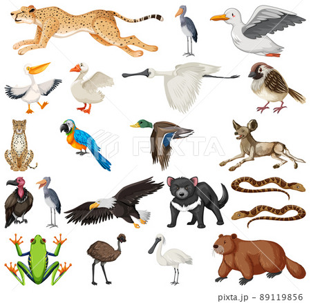 Different kinds of animals collection 89119856