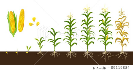Corn maize growth stages, vector crop plant of agriculture and farm with corn vegetable cobs and kernels. Seedling, stalk and leaves growing, cob development, grain filling, maize harvest 89119884