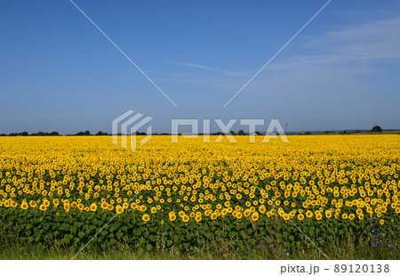 Sunflower field with blue sky. Field full of sunflowers in the morning 89120138