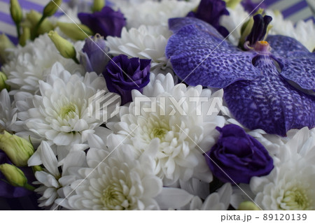 Close up purple orchid, Vanda Sansai purple and white chrysanthemums 89120139