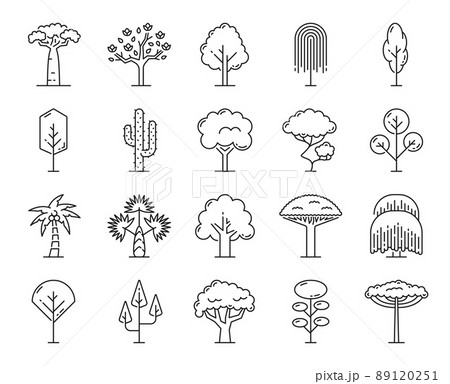 Tropical trees, outline icons of isolated beach, jungle forest and park trees, vector thin line symbols. Garden and forest tree plants of palm, baobab and cactus, maple, oak and birch tree with leaves 89120251