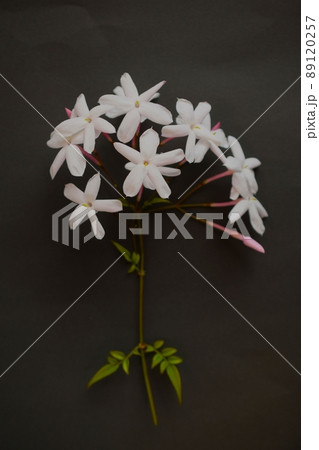 黒背景に羽衣ジャスミンの花のクローズアップ、黒バックにハゴロモジャスミンの花 89120257