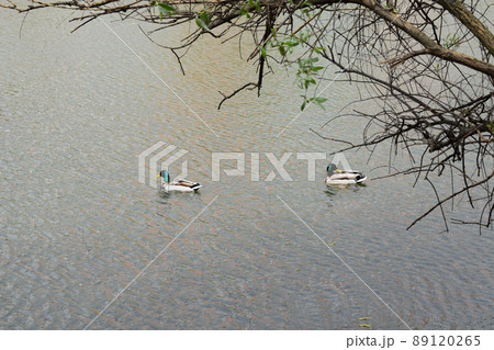 two ducks swimming across a lake two ducks swimming across a lake 89120265