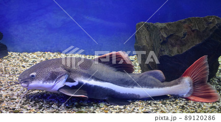 Redtail catfish (Phractocephalus hemioliopterus). Wild life animal. Redtail catfish (Phractocephalus hemioliopterus). Wild life animal. 89120286