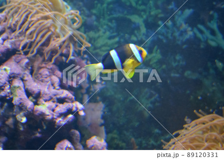 Aquarium fish Black and white fish clown (Amphiprion sebae). Anemonefish. Aquarium fish Black and white fish clown (Amphiprion sebae). Anemonefish. 89120331