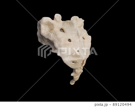 3d rendered illustration of the sacrum, illustration of human skeleton . sacrum bone anatomy. icon 89120494
