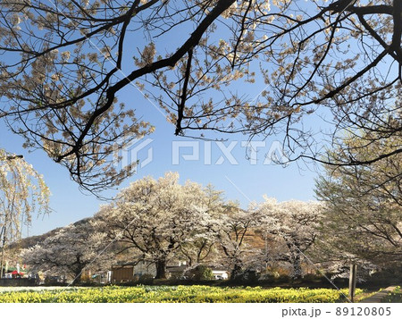 山梨県　山高神代桜　実相寺の桜風景　4月 89120805