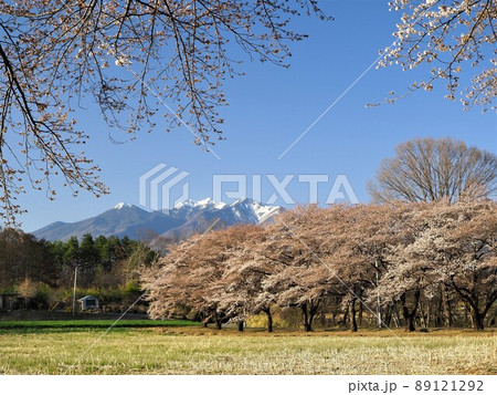 山梨県 八ヶ岳連峰と蕪の桜並木 4月 山梨県 八ヶ岳連峰と蕪の桜並木 4月 89121292
