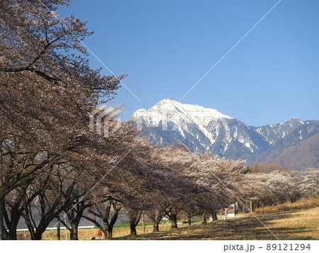 山梨県 甲斐駒ヶ岳と蕪の桜並木 4月 山梨県 甲斐駒ヶ岳と蕪の桜並木 4月 89121294