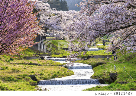 朝日が差し込む観音寺川の桜並木　福島県猪苗代町 89121437