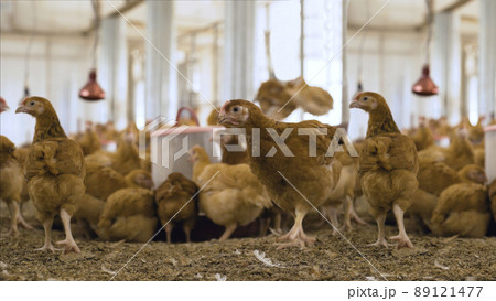 Chicken on the farm. Chicken in the henhouse. Little red chicken on the farm. Growing chickens in an incubator at a certain temperature and light conditions. 89121477