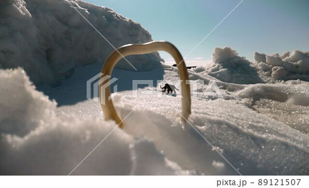Woolly mammoth in a cold snowy landscape. Snowy landscape and mammoth. 89121507