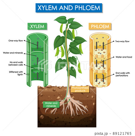 Diagram showing xylem and phloem plant 89121765