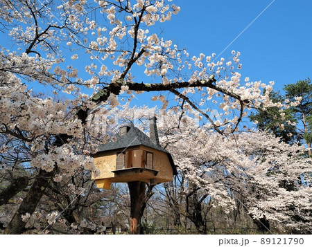 山梨県 清春芸術村の桜とツリーハウス 4月の写真素材 [89121790] - PIXTA