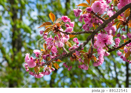 pink flowers of sakura. romantic japanese tree in spring season. beautiful floral nature background pink flowers of sakura. romantic japanese tree in spring season. beautiful floral nature background 89122541