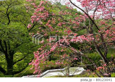 公園の美しいハナミズキの花 公園の美しいハナミズキの花 89123041