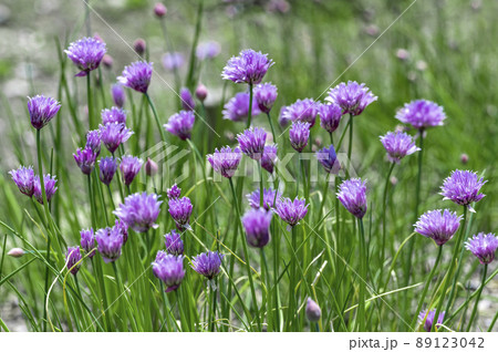 チャイブ 89123042