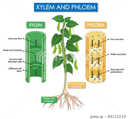 Diagram showing xylem and phloem plant 89123229