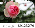 雨あがりのツバキ 89123279