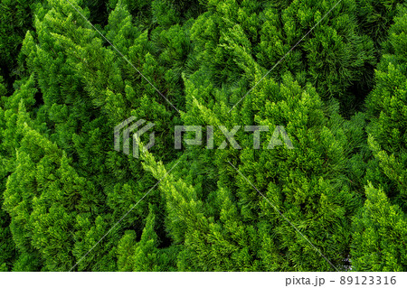 美しいヒノキの葉 89123316