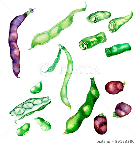 Red, green beans, haricot watercolor illustration isolated Red, green beans, haricot watercolor illustration isolated 89123386