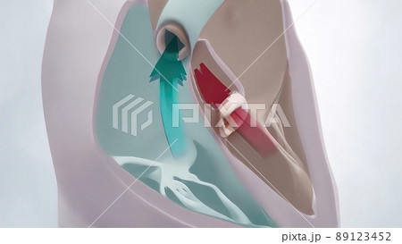 The Heart anatomy. 3D Medical of Aortic Valve 89123452
