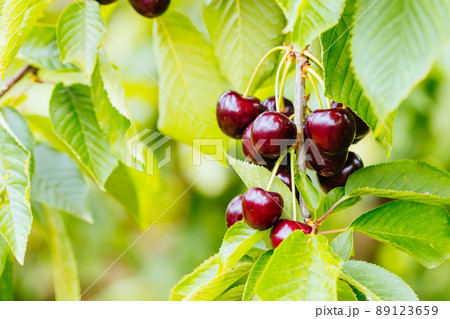 Fresh Cherries on a Tree in Australia 89123659