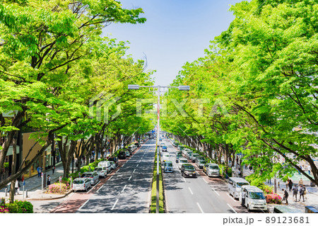 東京　新緑の表参道 89123681