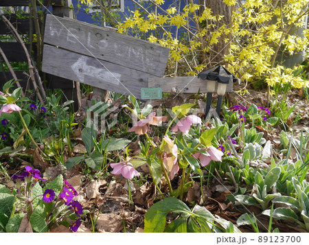 クリスマスローズやプリムラで華やぐ明るい春の庭 クリスマスローズやプリムラで華やぐ明るい春の庭 89123700