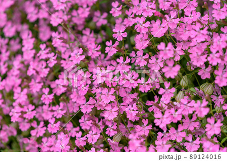 ピンク色のフクロナデシコの花 89124016