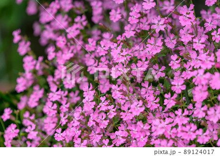 ピンク色のフクロナデシコの花 89124017