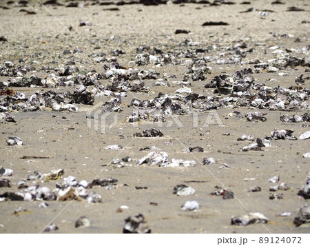 【清水港】人工海岸に打ち上げられた貝 89124072